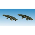 North Star AA16 Crocodiles nains (2)